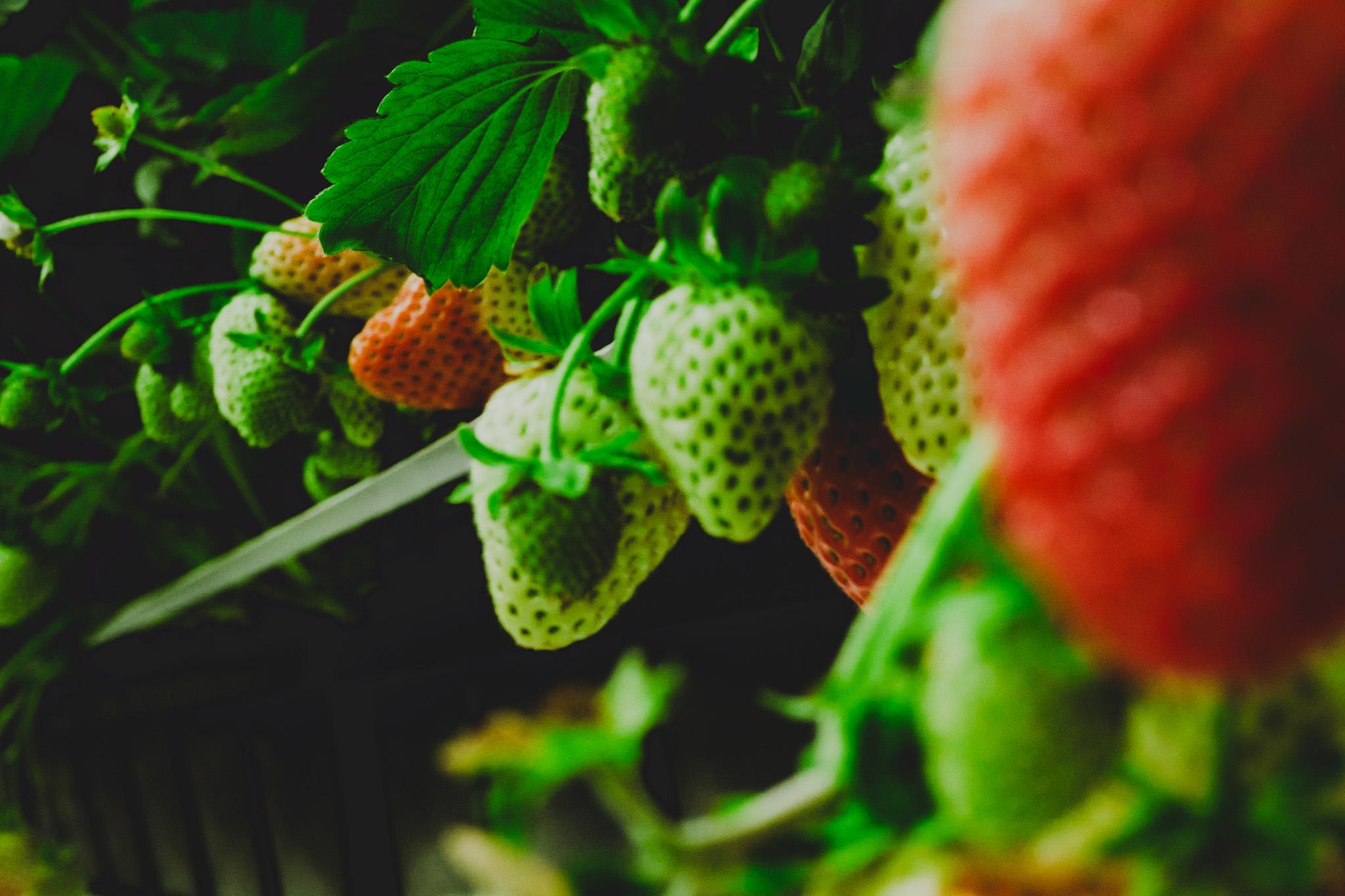 Durabilité et gestion responsable - Fraises Durabilité et gestion responsable - Fraises